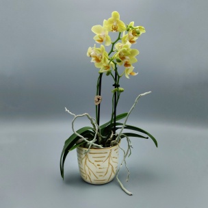 Dans la boîte noire - Virginie Deruelle - Céramique - pot orchidée